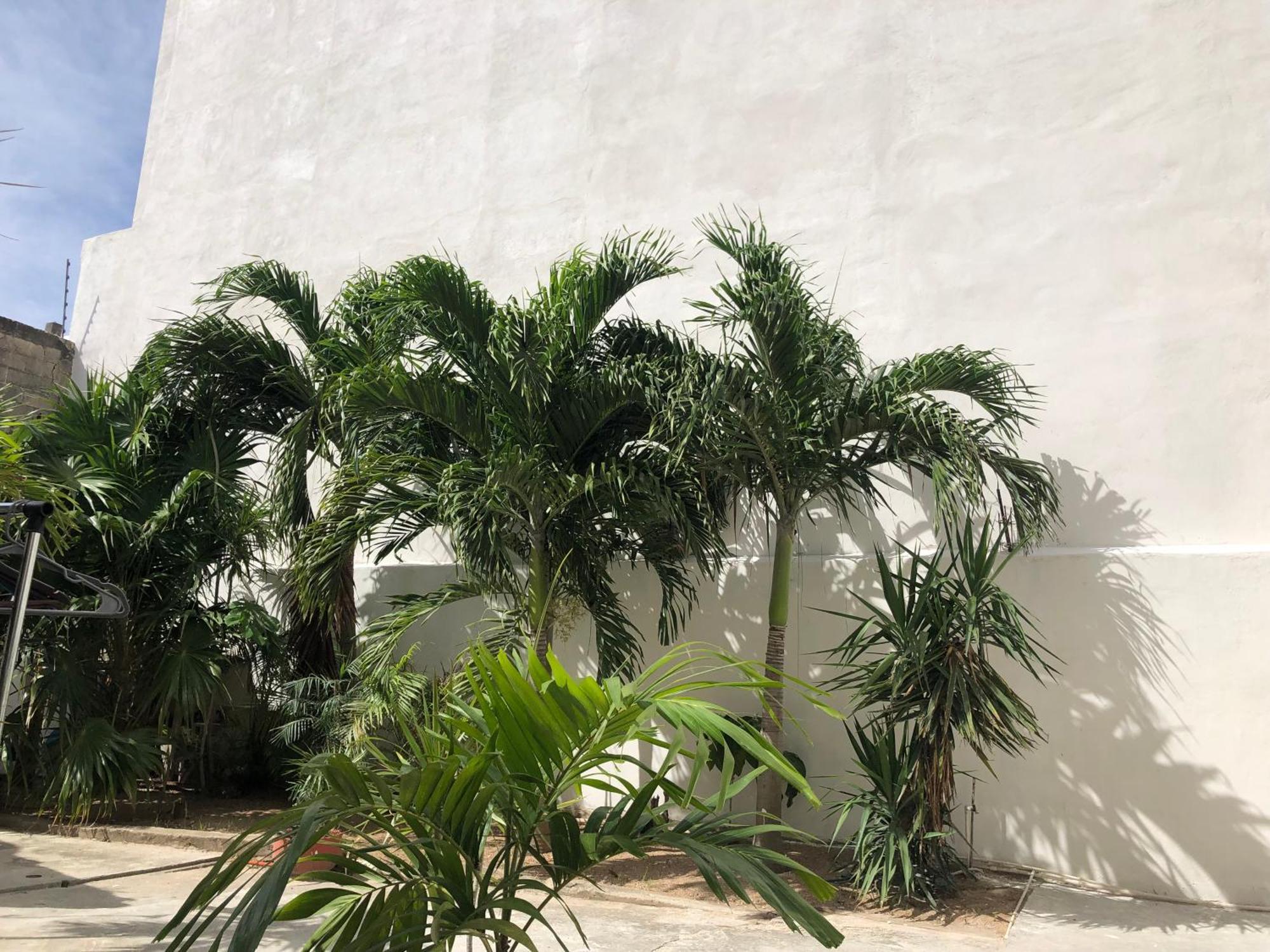 Studios Playa Playa del Carmen Exteriör bild